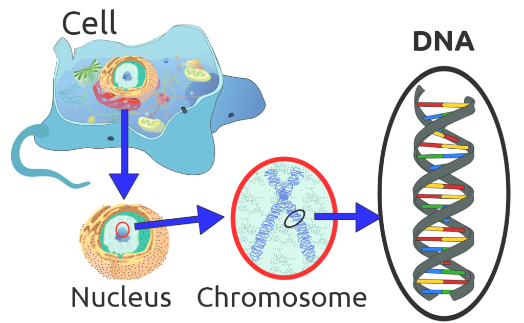 Image of a flowchart going from a human eukaryotic cell, to the nucleus where genetic information is stored wit the cell, to a chromosome inside the nucleus, to finally the DNA double helix.