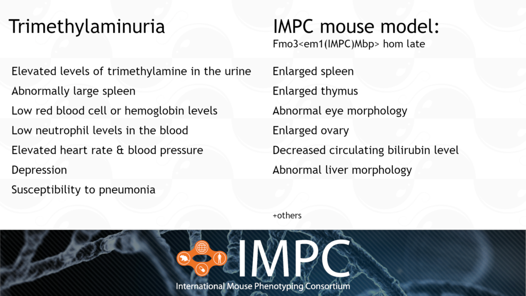 Image comparison of the human TMAU disease to the IMPC mouse model. TMAU has the key symptoms: elevated levels of trimethylamine in the urine, abnormally large spleen, low red blood cell or hemoglobin level, low neutrophil level in the blood, elevated heart rate and blood pressure, depression, and susceptibility to pneumonia.  IMPC mouse model has the key phenotypes: enlarged spleen, enlarged thymus, abnormal eye morphology, enlarged ovary, decreased circulating bilirubin level, and abnormal liver morphology, among others.